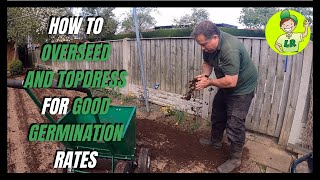 How to OVERSEED and TOPDRESS your lawn for GOOD GERMINATION rates PART 5 of my lawn renovation [upl. by Aramen]