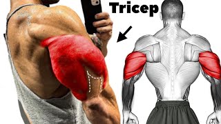 Build Wider Triceps and Increase Tricep With This Top Workout [upl. by Vatsug556]