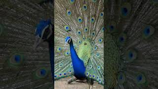 Interesting Facts About Peacocks l peafowl [upl. by Norej581]