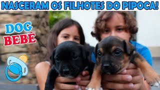 NASCERAM OS FILHOTES DO PIPOCA  nossos cachorrinhos bebês ♥ [upl. by Einnahc]