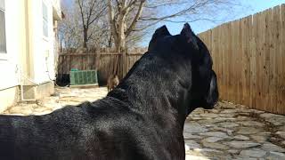 Cane Corso protecting his owner [upl. by Fanchon286]