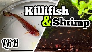 Shrimp amp Killifish Setup Plumbing Update And More [upl. by Leahcir32]