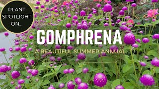 Gomphrena From Seed Summer amp Fall Blooming Sun Loving Drought Tolerant amp Deer Resistant Annual [upl. by Oleta]