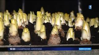 Des endives bio cultivées sur terreau Ardennes [upl. by Aydin701]