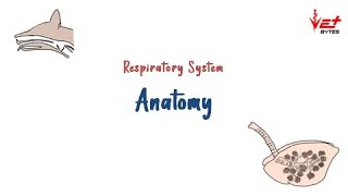 Respiratory System of Animals  Basic Anatomy  Vet Bytes  Veterinary Anatomy [upl. by Silva]