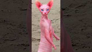 Cute sphynx cat dance 😆🤠😆🤠🤓shorts shortsfeed funny catlover cat catvideos animaldance [upl. by Alisia]