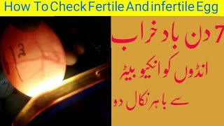 How to check fertile and infertile eggs  Urdu  Hindi [upl. by Adao]