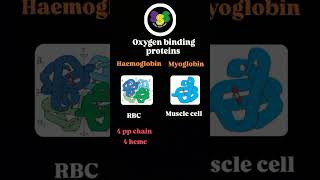 Difference between Hemoglobin and Myoglobin  pharmacology keralapsc gpat analyst niper [upl. by Inail812]