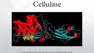 Cellulase [upl. by Amis]