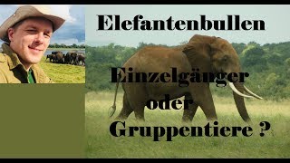 Elefantenbullen Einzelgänger oder Gruppentiere [upl. by Annaiuq]