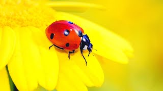 2 HOURS ULTIMATE SPRING BUGS amp INSECTS STRESS RELIEF CLASSICAL MUSIC FOR CALMING AMBIENCE AND STUDY [upl. by Sherie]