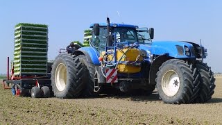 Planting Celeriac  New Holland T7270 Trike  Ferrari Multipla 12rij  Knolselderij planten [upl. by Ecnerual]