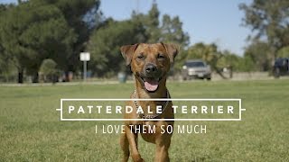 PATTERDALE TERRIERS I LOVE THEM SO MUCH [upl. by Aronoff]