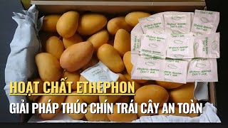 Ethephon Làm Chín Trái Cây An Toàn Mua Ở Đâu TPHCM [upl. by Ennaylil]