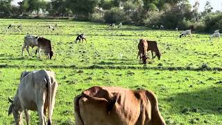 Gao Ki Ronak Cows se hain [upl. by Ahsit]