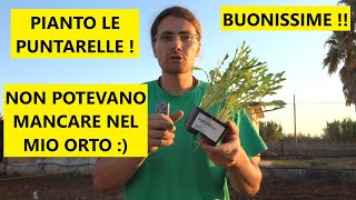 Come e quando piantare le puntarelle nellorto  Tutorial Agricoltura [upl. by Arayc334]