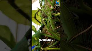 Why Female Mantis Eat Heads During Mating [upl. by Swirsky]