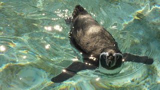 Humboldt Penguin Feeding at CWP [upl. by Annalise]