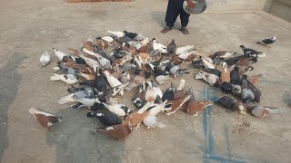 Best Pigeon Fighting  RYK Kabutar Video [upl. by Cinimmod]