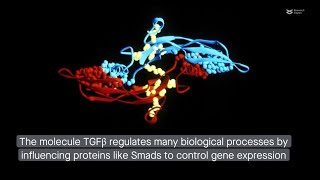 LINC00707 interacts with Smad proteins to regulate TGFβ signaling and cancer cell invasion [upl. by Alphonso]