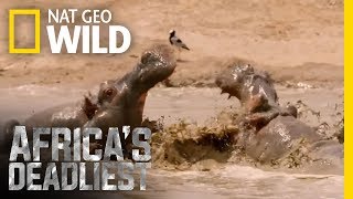 Hippo vs Lions  Africas Deadliest [upl. by Goodard]