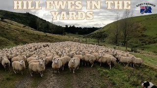 Hill Ewes in The Yards [upl. by Arica670]