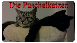 Die Puschelkatzen Sammy amp Kira zwei Fellnasen zum Verlieben [upl. by Rene]