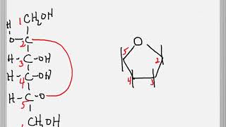 Cyclization of a Sugar to Form a Furanose Ring [upl. by Aek]