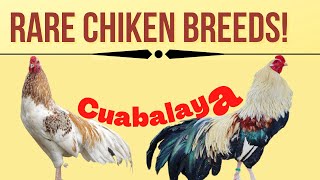 Cubalaya chickenCuban breed of domestic chicken History of Cublaya Chicken [upl. by Yrek101]