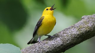 Prothonotary Warbler Song [upl. by Nerin]