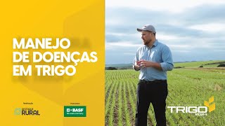 Manejo preventivo de doenças em trigo é recomendado para garantir produtividade e qualidade [upl. by Harbour]