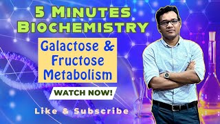 Galactose amp Fructose Metabolism [upl. by Genia648]