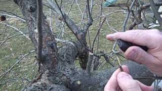 Grafting Apple Trees [upl. by Raynold]