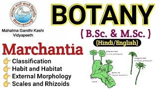 Marchantia  Morphology Of Marchantia  BSc 1st year BotanyMarchantia Thallus Marchantia in Hindi [upl. by Aihsened]