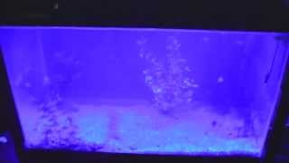 DIY LED Aquarium Light Timer DIY LED Fluorescent Aquarium Light Conversion continued [upl. by Nwavahs]