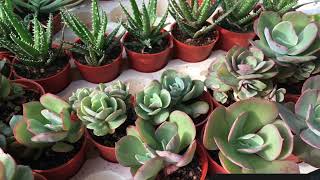 Succulents amp cactus varieties on 2nd Jan 2021 [upl. by Eletnahc]