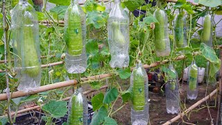 Unique way to grow gourds in plastic bottles  Grow gourds for family meals [upl. by Hoffman970]