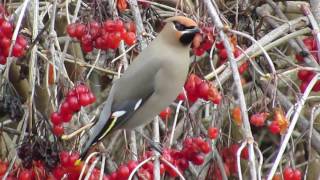 Bohemian Waxwings Feeding [upl. by Noitsuj888]