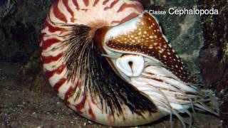 Filo Mollusca moluscos mais biologia parte 2 [upl. by Nadual]