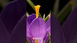 CROCUS FLOWERS Time Lapse shorts [upl. by Genesia]