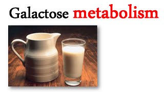 Galactose metabolism [upl. by Ailecara]