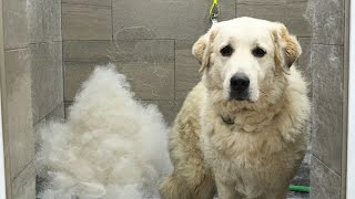 A Guardian Dogs First Ever Groom  Beautiful Owner Reaction ❤️ [upl. by Thornton220]