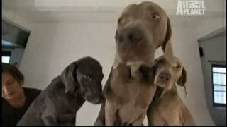 Dogs 101  Weimaraners [upl. by Quar]