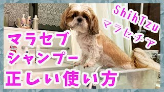 本当は怖いマラセブシャンプー マラセブシャンプーの使い方 【シーズー】チロと学ぼうね💕お散歩動画付き マラセチアとの戦い [upl. by Holna]