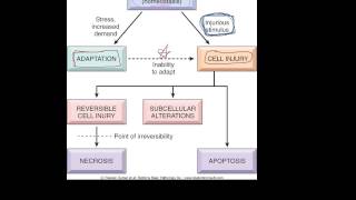 1  Introduction to pathology  etiology pathogenesis morphology terms homeostasis apoptosis [upl. by Hashum231]