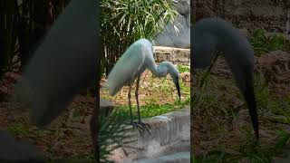 Life in the Canopy Herons of Panamaram NatureStudy WildlifeConservation BirdingTrail BirdingLif [upl. by Yanarp826]