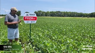 Iron Deficiency Chlorosis in Soybeans [upl. by Etnohs904]