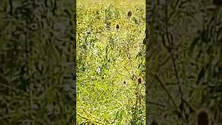 Thistles in the garden 5 minutes in the garden ASMR nature autumn [upl. by Gastineau]