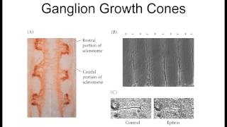 Lecture 8 Axon Migration [upl. by Xavler]