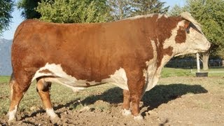 Hereford Bull [upl. by Ynohtnakram]